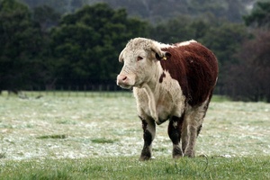 Night hunters shot three cattlebeast at a farm in Puketitiri. Photo / File