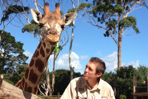 Nakuru, Auckland Zoo's 15-month-old giraffe, is being driven from Auckland Zoo through Mt Eden to the city's port this afternoon. Photo / Auckland Zoo