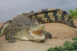 Louis Vuitton has bought a croc farm in far north Queensland, while Hermes has brought one in Cairns and two others in the Northern Territory.Photo / Thinkstock