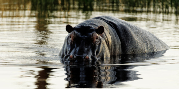 The hippo is one of the most dangerous animals in Africa. Photo / Thinkstock
