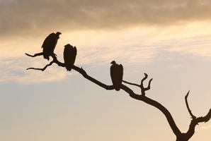 Only predators and vultures do well by chasing the herd. Photo / Thinkstock