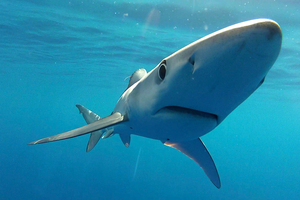 Bodhi, a blue shark, was tagged off the Coromandel Peninsula three weeks ago. Photo / Supplied