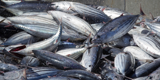 The two employees suffered from frostbite in July last year while unloading fish from holds filled with water chilled to about -17C. Photo / New Zealand Herald