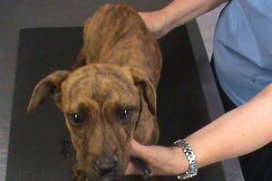 Blacky the puppy was severely underweight wehn found by SPCA officers. Photo / supplied