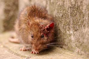 Photo / Thinkstock