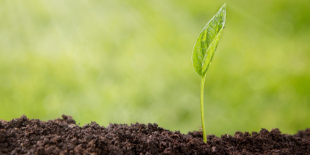 The more genetically modified seeds that are used, the more herbicides are required. Photo / Thinkstock