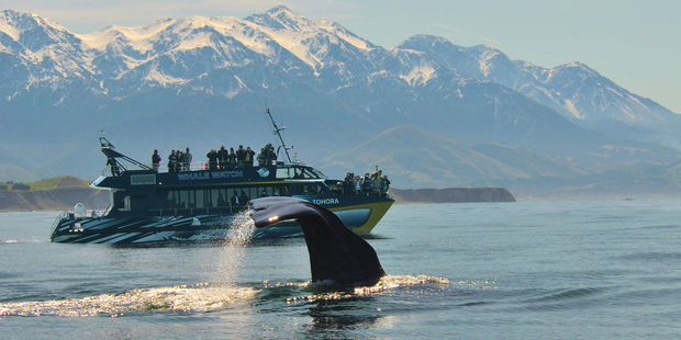 A sperm whale waves to tourists on the Kaikoura Whale Watch vessel as only a whale can do. Photo / Brian Betts