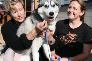 Nala the husky with two of her saviours, Clutha District Council dog ranger Karenne Walker (left) and dog care business owner Jo Thomas. Photo / Allison Rudd.