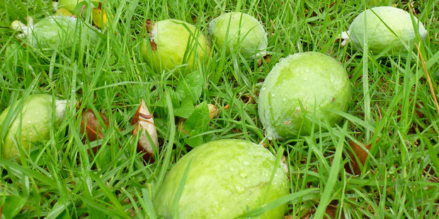 Keep your autumn fruit bowl filled with these tangy green globes. Photo / Meg Liptrot