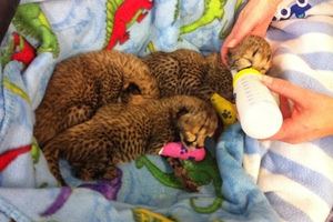 Three newborn cheetah cubs at the After Hours Veterinary Hospital in Christchurch. Photo / Kurt Bayer