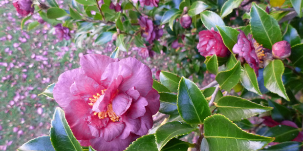 Camellias add charm to the garden. Photo / Meg Liptrot
