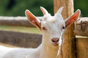Photo / File / Thinkstock