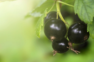 Blackcurrants can boost your brain power.Photo / Thinkstock
