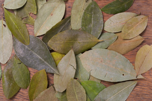 The coca bush grows exclusively in the eastern slopes of the Andes.Photo / Thinkstock