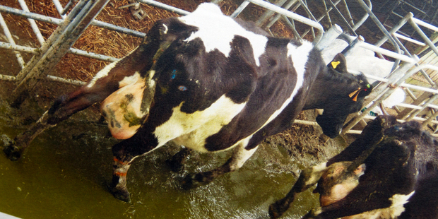 Two of the Taharua Farm cows classified as at risk. Photo / The Daily Post
