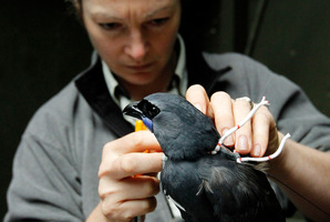 Biodiversity ranger Sarah King fits a transmitter to one of the birds. Photo / Christine Cornege