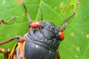 Residents from North Carolina to Connecticut can look forward to a red-eyed cicada invasion any day. Photo / AP