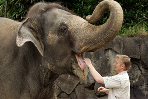 Captive elephants are safer than in the wild, and in the best zoos they receive care that keeps them in peak physical and mental condition. Photo / Janna Dixon