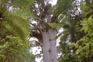 Our most iconic kauri, Tane Mahuta. Photo / APN