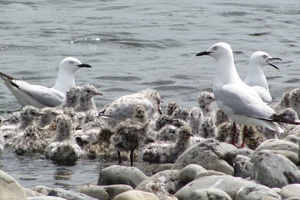 Nesting Black-billed gulls. Photo / File / Aalbert Rebergen