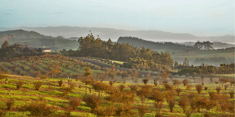 Te Arai Estate, an hour north of Auckland, has New Zealand's largest truffle farm. Photo / Mark Carter.