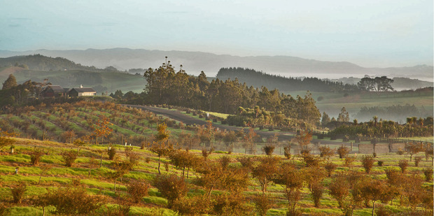 Te Arai Estate, an hour north of Auckland, has New Zealand's largest truffle farm. Photo / Mark Carter.