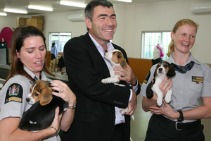 Primary Industries Minister Nathan Guy with new detector dog puppies at the Detector Dog Breeding Centre in Auckland today. Photo / Supplied