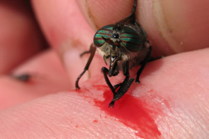 The bite of the bot fly can lead to parasites living under the flesh. Photo / Thinkstock