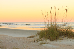 Dozens of species of plants have been detected on a new island that has appeared off the German coast. File photo / thinkstock