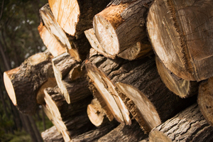 Photo / File / Thinkstock