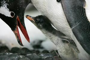 A Gentoo Penguin chick and its parent. Photo / Supplied