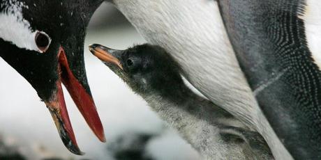 A Gentoo Penguin chick and its parent. Photo / Supplied