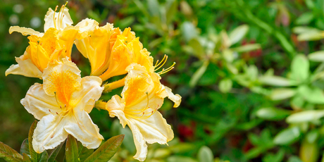 Rhodies usually bush out in late spring with some lush foliage after flowering, but can be encouraged to flower again in autumn. Photo / Thinkstock