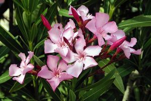 Oleander - toxin can cause serious cardiac issues. Photo / Supplied