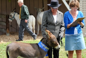 New Zealand's A&P shows give families the chance to experience the rural side of life. Photo / Supplied