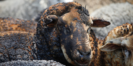 In New South Wales alone, more than 10,000 head of stock, mostly sheep, have been killed and the losses over all states affected are yet to be tallied. Photo / AAP