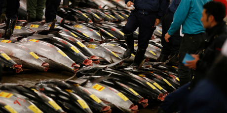 Sanford was fined for dumping oil waste from one of its tuna fishing vessels. Photo / AP