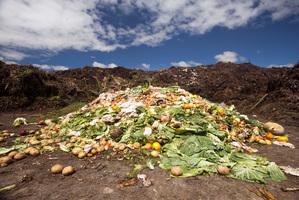 Half the food purchased in Europe and the US is thrown away after it is bought. Photo / The Aucklander