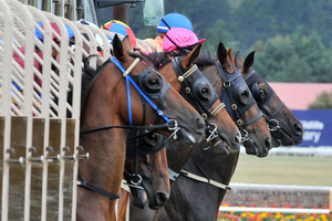 Racing can be a dangerous business for both horses and humans. Photo / NZPA