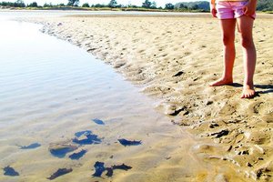 Sea hares washed up at Ngunguru, Northland. Photo / Supplied