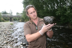 River monitoring by Greater Wellington Regional Council (GWRC) has shown increased coverage of toxic algae. Photo / AP