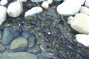 People should avoid touching or swimming near the algae. Photo / supplied