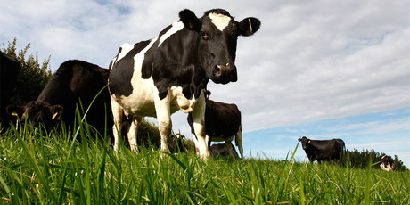 Yashili wants to process finished and semi-finished products, including base milk powder, in New Zealand. Photo / NZH