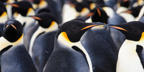 Some of the elegant occupants of the newly-discovered colony. Photo / International Polar Foundation/Alain Hubert