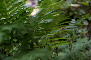 Photo / Thinkstock