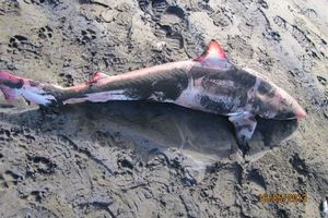 An albino school shark was found at Muriwai Beach on Thursday. Photo / Van Haresnape