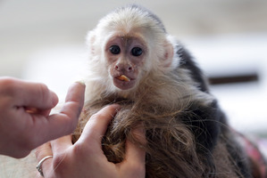 Capuchin monkey Mally sits on the head of an employee in an animal shelter in Munich, Germany. Photo / AP