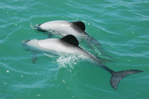 One of the Hector's dolphins that was caught died. Photo / DOC