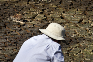 The drought weakened the growth forecast for this year from 2.9 per cent to 2.4 per cent. Photo / Mark Mitchell