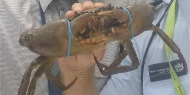 The passenger declared the crabs. Photo / Supplied